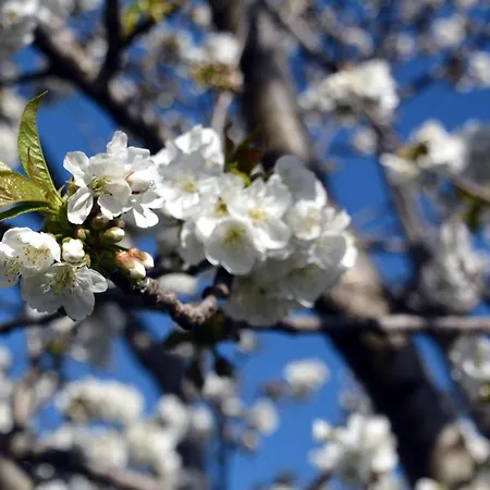 Hisa V Travniku Smartno